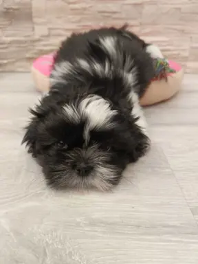 Shih Tzu 4-ro pokoleniowy rodowód (Edzia) 7