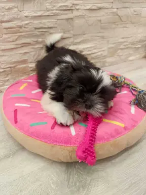 Shih Tzu 4-ro pokoleniowy rodowód (Edzia) 8