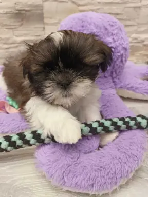 Shih Tzu 4-ro pokoleniowy rodowód (Edek) 1