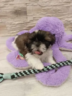 Shih Tzu 4-ro pokoleniowy rodowód (Edek) 2
