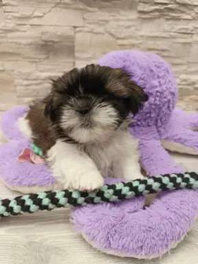 Shih Tzu 4-ro pokoleniowy rodowód (Edek) 3
