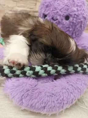 Shih Tzu 4-ro pokoleniowy rodowód (Edek) 4