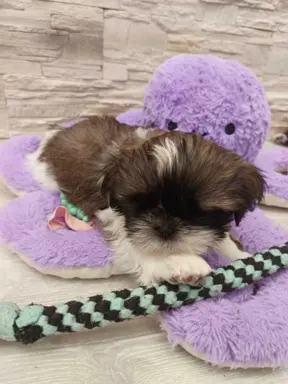 Shih Tzu 4-ro pokoleniowy rodowód (Edek) 5