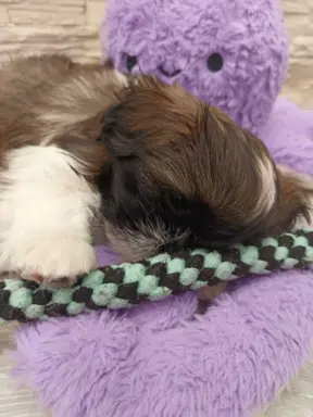 Shih Tzu 4-ro pokoleniowy rodowód (Edek) 6