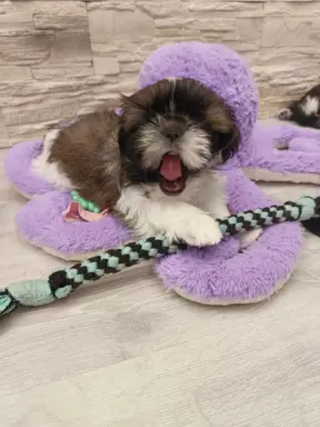 Shih Tzu 4-ro pokoleniowy rodowód (Edek) 7