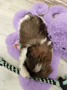 Shih Tzu 4-ro pokoleniowy rodowód (Edek) 8