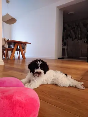 Szczenię/suczka LAGOTTO ROMAGNOLO - Ur. 19.03.2025 R. 4