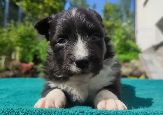 Pies Border Collie - Rasowy szczeniak z Hodowli, pełna dok. 2