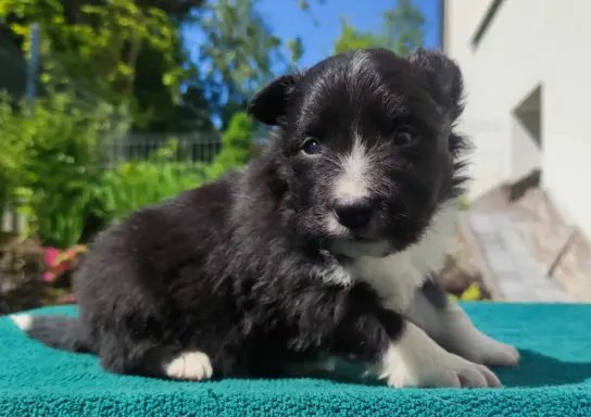 Pies Border Collie - Rasowy szczeniak z Hodowli, pełna dok. 1