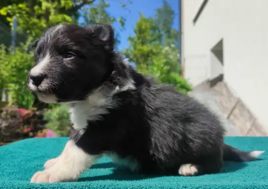 Pies Border Collie - Rasowy szczeniak z Hodowli, pełna dok. 3