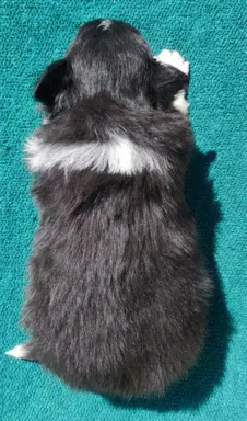 Pies Border Collie - Rasowy szczeniak z Hodowli, pełna dok. 4