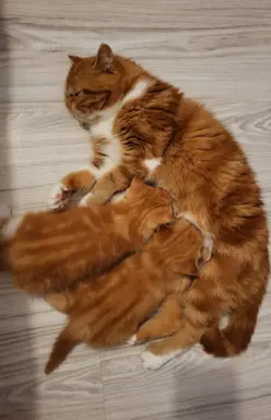 Kot egzotyczny rudy Garfield 5