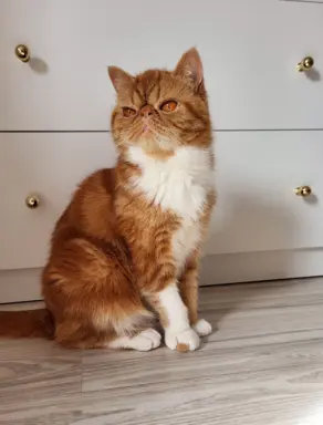 Kot egzotyczny rudy Garfield 2