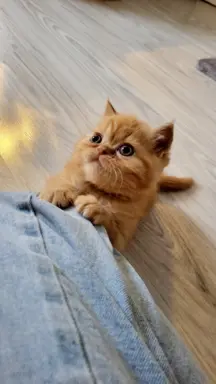 Kot egzotyczny rudy Garfield 3