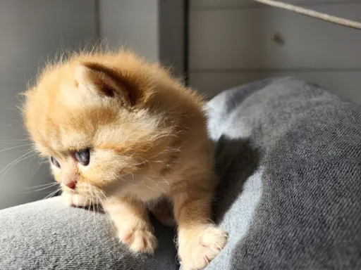 Kot egzotyczny rudy Garfield 9