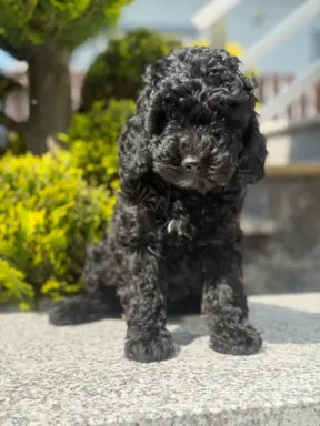 Cockapoo - pudel miniaturowy, do odbioru teraz 2