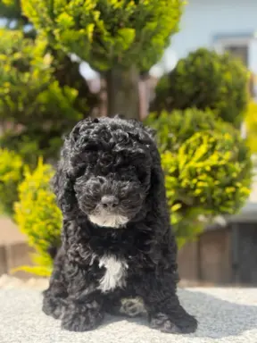 Cockapoo - pudel miniaturowy, do odbioru teraz 8