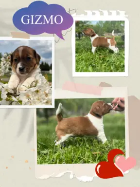 Szczeniaki Jack Russell Terrier 2
