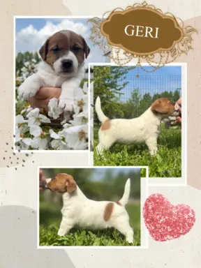 Szczeniaki Jack Russell Terrier 3