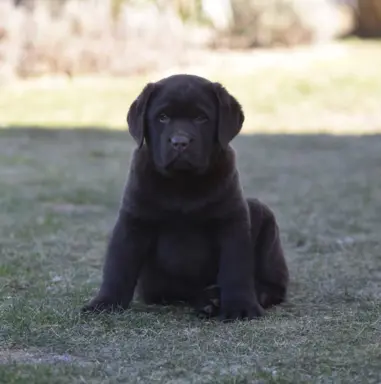 Labrador Retriever z rodowodem ZKwP, FCI Badania Genetyczne 1