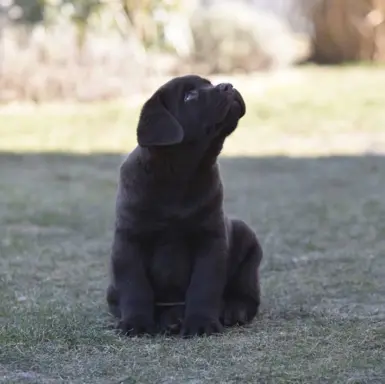 Labrador Retriever z rodowodem ZKwP, FCI Badania Genetyczne 2