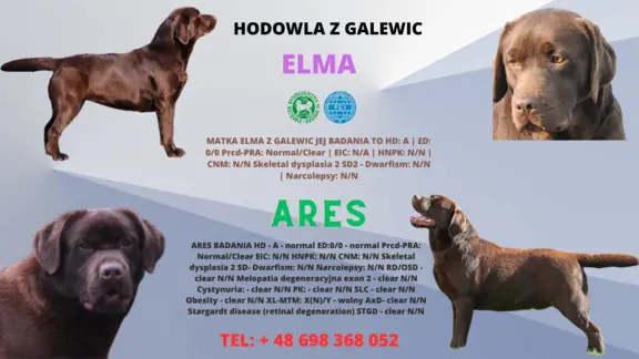 Labrador Retriever z rodowodem ZKwP, FCI Badania Genetyczne 4