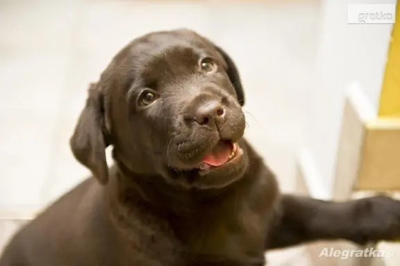 Labrador Retriever z rodowodem ZKwP, FCI Badania Genetyczne 3