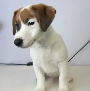 Jack Russell terrier 1