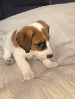 Jack Russell terrier 2