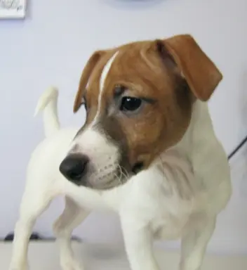 Jack Russell terrier 3