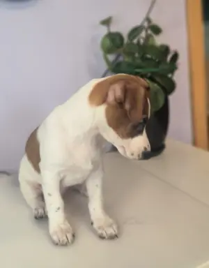 Jack Russell terrier 4