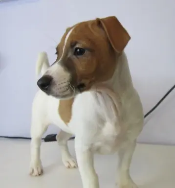 Jack Russell terrier 5