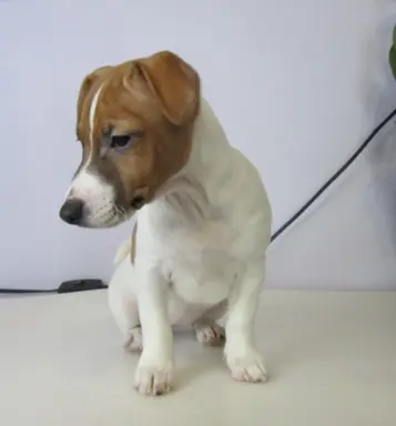 Jack Russell terrier 6