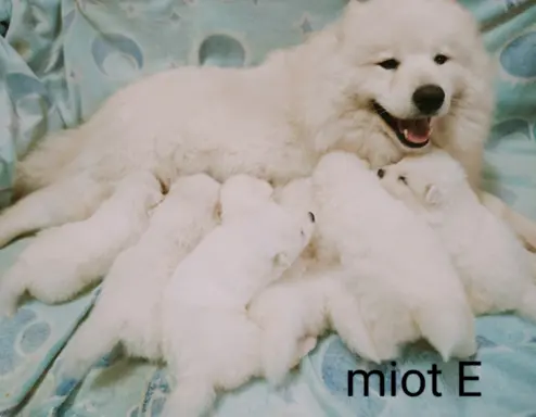 Szczeniaki Samoyed gotowe do odbioru 2