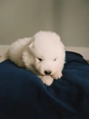 Szczeniaki Samoyed gotowe do odbioru 4