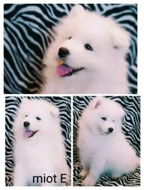 Szczeniaki Samoyed gotowe do odbioru 5