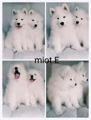 Szczeniaki Samoyed gotowe do odbioru 6