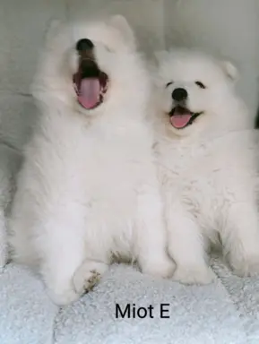 Szczeniaki Samoyed gotowe do odbioru 7