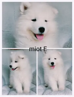 Szczeniaki Samoyed gotowe do odbioru 8