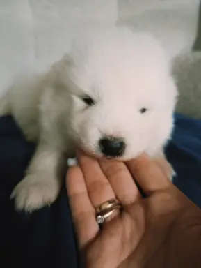 Szczeniaki Samoyed gotowe do odbioru 9