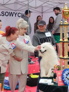 Szczeniaki Samoyed gotowe do odbioru 10