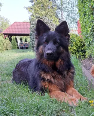 Owczarek niemiecki długowłosy 4