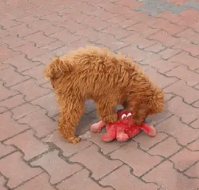 Pudel Miniatura,Pudelek Miniaturowy red  piękny piesek 3