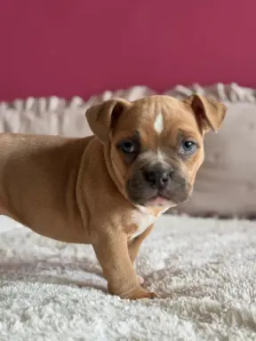 American Bully Pocket suczka 5