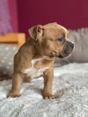 American Bully Pocket suczka 6