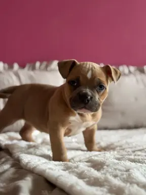 American Bully Pocket suczka 9