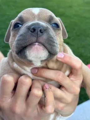 American Bully Pocket suczka 7