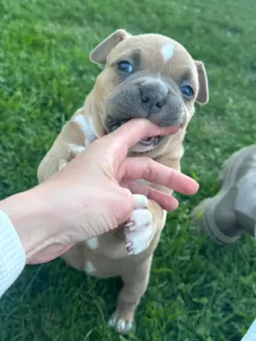 American Bully Pocket suczka 8
