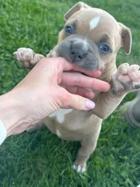 American Bully Pocket suczka 4