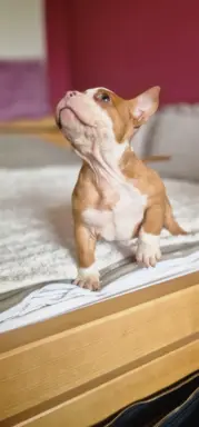 American Bully Pocket suczka 3